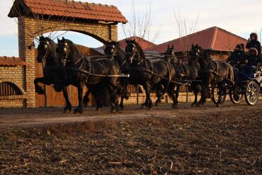 Domaće životinje: Frizijski konji na prodaju . Mirela Belegis jedina licencirana stala — 2