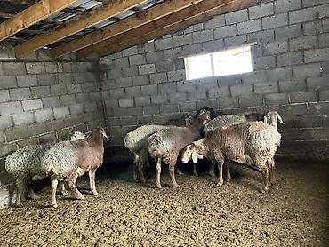 Баран, овца: Продаю | Баран (самец) | Гиссарская | На забой, Для разведения — 5