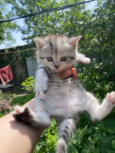 скоттиш страйт шотландская прямоухая кошка: Шотландская (скоттиш страйт)