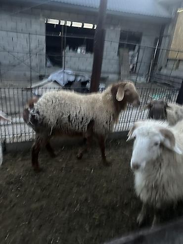 Баран, овца: Продаю | Баран (самец) | Полукровка | Для разведения — 10