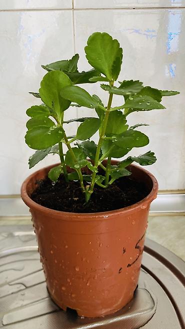 kala: Kalanxoe (Kalanchoe blossfeldiana) – saksı bitkisi - Rəngli, çoxlu — 10