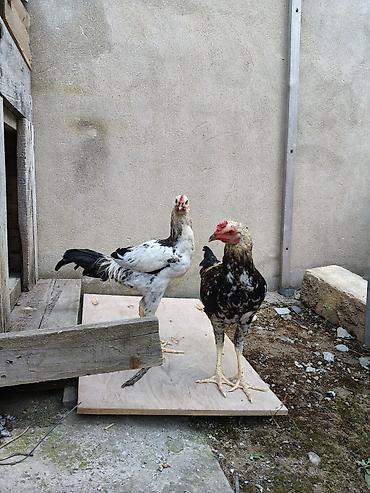 ev qusdari: Xoruz, il: <1, Ünvandan götürmə — 1