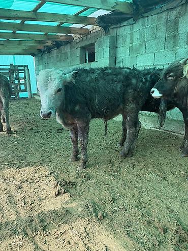 Коровы, быки: Продаю | Бык (самец) — 7