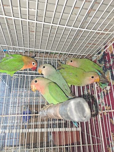 Tutuquşları: Məhsul: Dalmatinka/agapornis (lovebird) papuqayları – müxtəlif rəng — 7