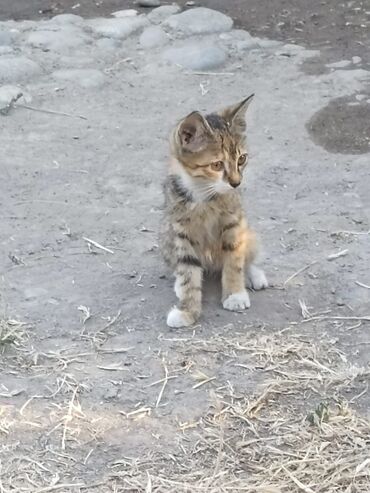 купить кошку сфинкс: Кошка даром: Беспородная, 2 месяца, Мальчик, Проглистована