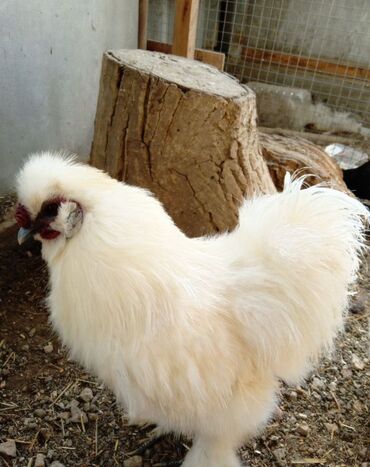 оборудование для кур несушек: 🐣Продаю декоративные карликовые породы кур и петухов! Отличные