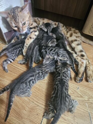 Коты: Продаются Котята 9000 мама бенгалкальская кошка,5 девочек и 1 мальчик