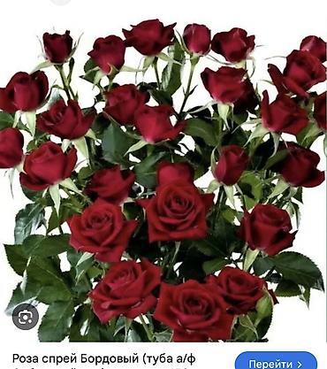Роза: Саженцы — 17