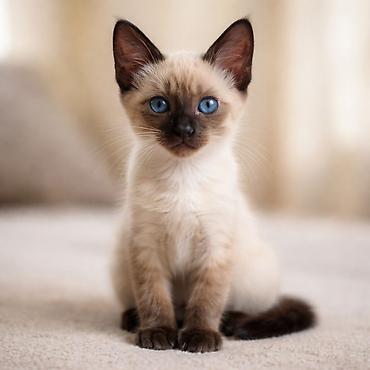 Pişiklər: Siam — 8