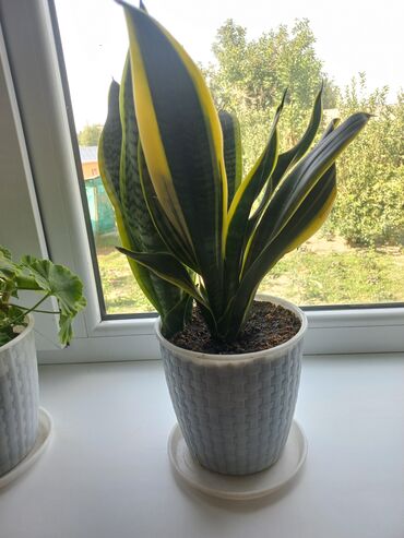 Другие комнатные растения: Молодой саженец лимона, выращенный в домашних условиях. Растение имеет at lalafo.kg — 6 Другие комнатные растения: Молодой саженец лимона, выращенный в домашних условиях. Растение имеет — 6