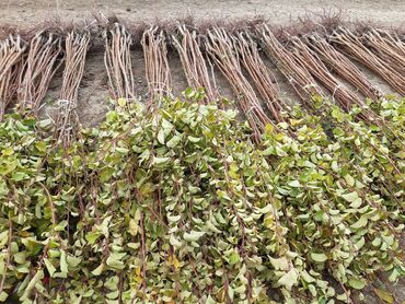 Şitillər: Ərik Tingləri . "Saglam Tinglər Saglam Bagçiliqin Təminatidir"🌱 Yeni — 7