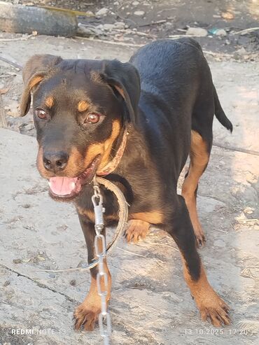 алабай овчарка: Ротвейлер, 6 месяцев, Самка