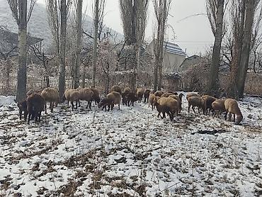 Баран, овца: Продаю | Овца (самка) | Для разведения | Матка — 2