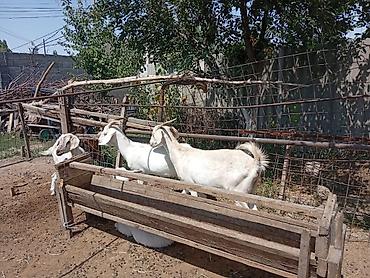 Козы, козлы: Продаю | Коза (самка) | Для молока | Племенные — 10