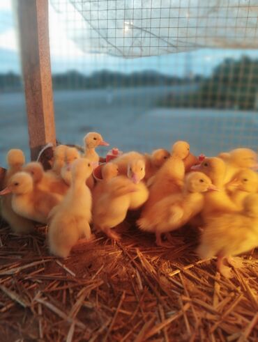 Cücələr: Ördək cücələri, Ətlik, Ünvandan götürmə, Rayonlara çatdırılma, Ödənişli çatdırılma -da lalafo.az — 3 Cücələr: Ördək cücələri, Ətlik, Ünvandan götürmə, Rayonlara çatdırılma, Ödənişli çatdırılma — 3