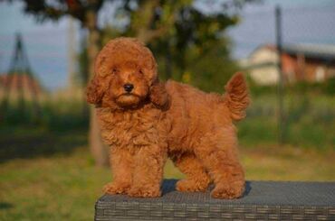 Psi: Toy pudle Odgajivacnica "Team AS Trajkovic" u ponudi ima prelepe toy — 1