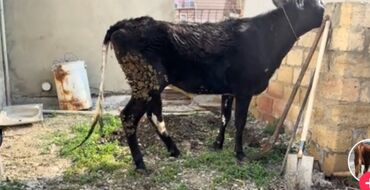gence heyvanlar: Dana, buzov, Erkək, ay: 1, 120 kq, Ətlik, Ödənişli çatdırılma
