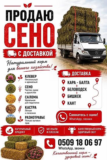 живой корм: 3 укос таза беде сатылат метровый плотный таза — 3