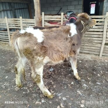 Коровы, быки: Продаю | Музоо, торпок | На откорм | Привязанные — 10