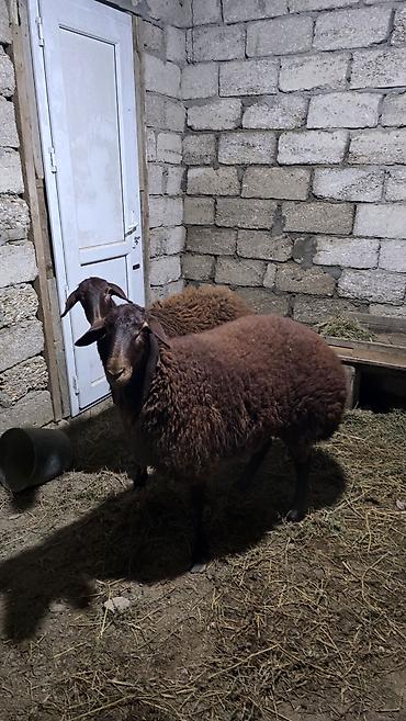 sud sagan pompa: Əkiz Qala şişeyləri 1 yaş 2 aylıq Subaydılar Qoçum yoxdu Tam sağlam — 3