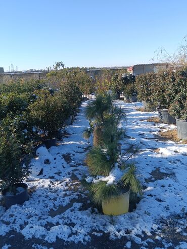 Torf: Aqaclarin satsi torf gubresde satışda var Baqlarin salınması -da lalafo.az — 13 Torf: Aqaclarin satsi torf gubresde satışda var Baqlarin salınması — 13
