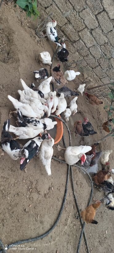 Ördəklər: Məhsul: Muskovi (Hind) ördəkləri – müxtəlif rənglərdə sürü Təsvir: - — 13