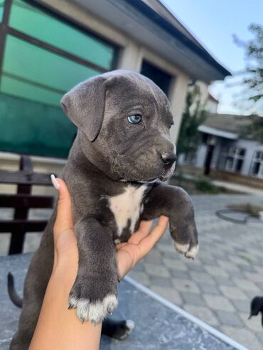 pitbul satışı: Kane-Korso, 1 ay, Dişi, Ünvandan götürmə