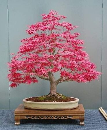 Semena i sadnice: Sakura Bonsai mini japanska trešnja seme
Cena: 650din/5 semenki — 5