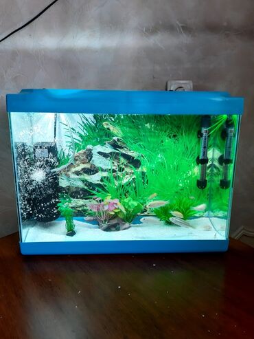 akvarium baliqlari satisi: Satilir