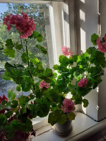 Другие комнатные растения: Продаю герань цветущую