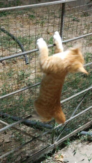 кошка маленкий: Отдам даром 4 котенок