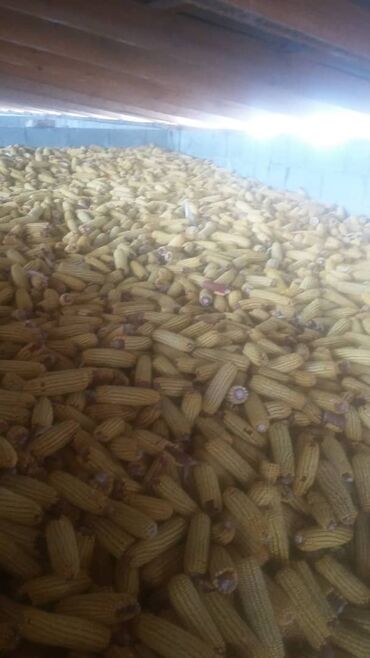 дубликат ключей бишкек цена: Продаю Кукурузу сухая, чищеная от шулухи около 10000тонн