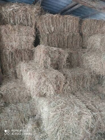 Корма для с/х животных: Сено в тюках - Прессованные прямоугольные тюки, перевязанные — 2
