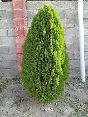 дерево туя: Туя западная Смарагд (Thuja occidentalis ‘Smaragd’) — декоративные — 4