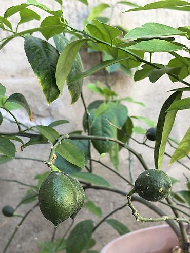 Комнатные растения: Продаётся домашнее плодоносящее Лимонное Дерево 🍋 ​Продаю красивое — 2