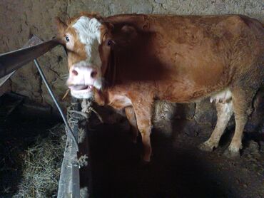 Коровы, быки: Продаю | Корова (самка) | Для молока | Привязанные at lalafo.kg — 1 Коровы, быки: Продаю | Корова (самка) | Для молока | Привязанные — 1