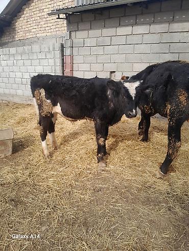 Коровы, быки: Продаю | Бык (самец) | Полукровка | На откорм — 5
