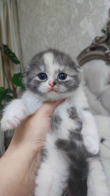 Продажа кошек: Скотиш Фолд (Шотландская вислоухая), 1 месяц, Девочка