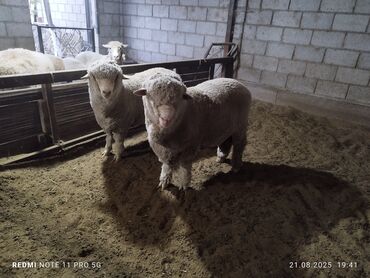 вьетнамский хмонг купить в россии: Продаю | Баран (самец)