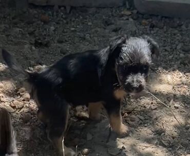 продаю охотничий собаку дратхар: Ягдтерьер, 1 месяц, Самка