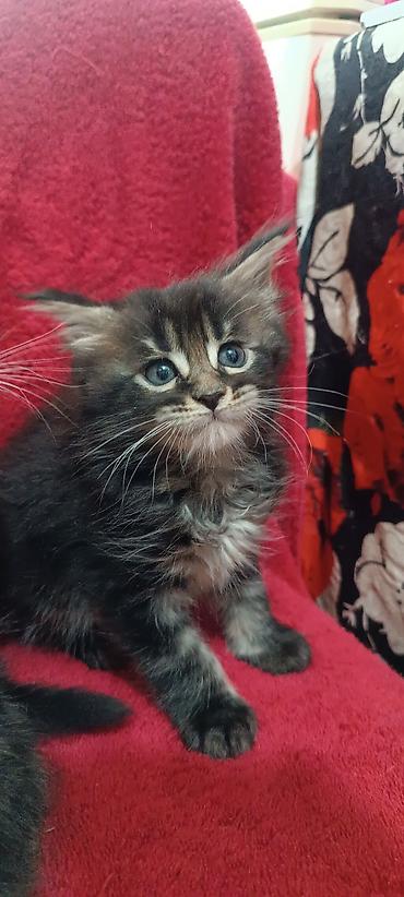 Кошки: Мейн-Куны 🥰🥰🥰. Продаются котята Рысята ♥️ Чистокровные, Шикарные — 10