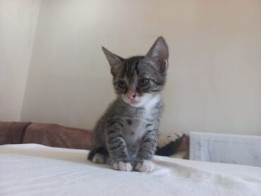 Pişiklər: Tabbi, Yaxşı əllərə — 5