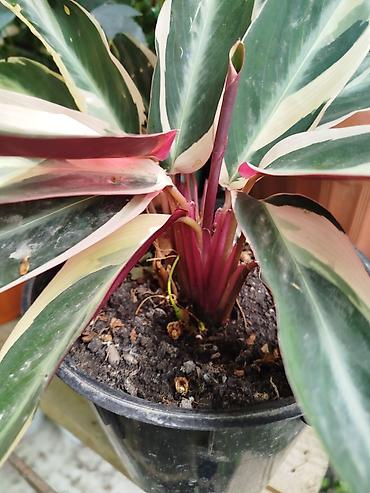 семечки оптом: .Строманта кроваво-красная «Триостар» (Stromanthe sanguinea — 5