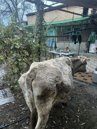 продаю музоо торпок корова самка бык самец айрширская ангус алатауская на забой для разведения на откорм племенные нетель привязанные: Продаю | Корова (самка) | Для молока | Привязанные