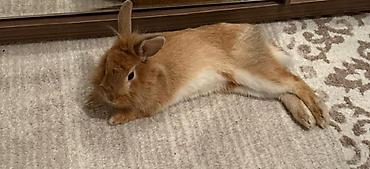 Dovşanlar: Dovşan Ag kariçni Yarı cırtdan çox gözəl Sort dovşandı. Şəkillərdə — 2