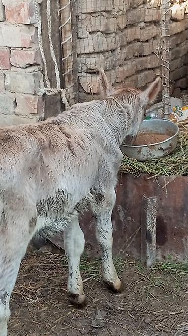 Коровы, быки: Продаю | Тёлка — 6