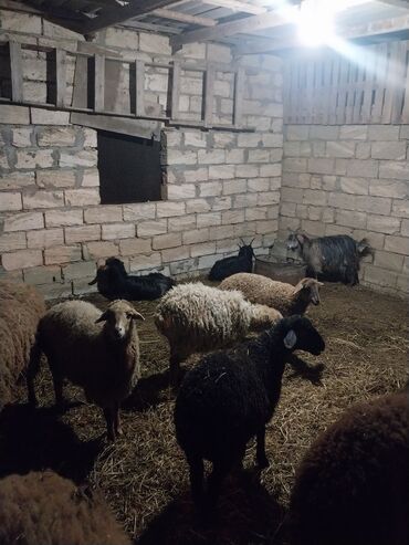 qurban bayrami qoyun sekilleri: Erkək, Qala, il: 1, 15 kq, Damazlıq, Ünvandan götürmə