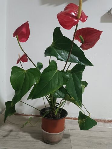 уголь в мешках кант: Продается цветы!!! 1.Женское счастье 800 сом 2.Мужское счастье 1000