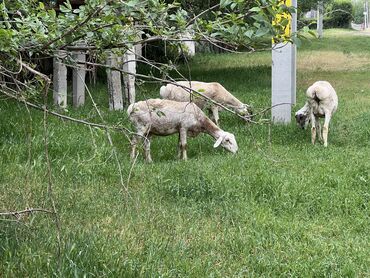 Бараны, овцы: Продаю | Овца (самка) | Гиссарская | На забой, Для разведения, Для шерсти | Племенные, Матка