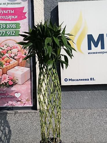 Другие комнатные растения: ПРОДАЮ КОМНАТНЫЕ РАСТЕНИЯ! 🌱 Бамбук — 3000 сом 🌳 Бонсай — 4100 сом 🌳 — 24